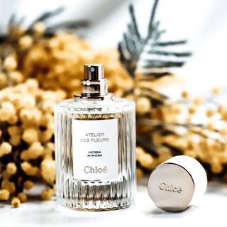 Chloe Atelier Des Fleurs Herba Mimosa