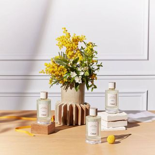 Chloe Atelier Des Fleurs Herba Mimosa