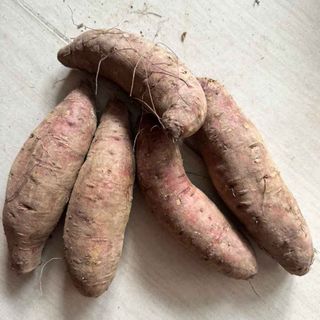 Khoai Lang Mật Đà Lạt - Nguồn Hàng Sỉ Và Lẻ Giá Tốt