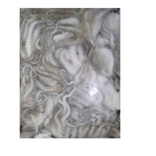 [6kg bạch tuột ] Bạch tuộc