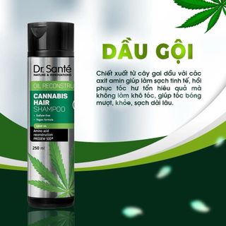 Bộ Dầu gội chăm sóc tóc chuyên sâu, phục hồi hư tổn – Cannabis Hair  Chống gàu