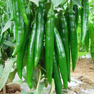 Ớt sừng xanh Đà Lạt tươi sạch