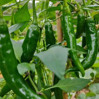 Ớt sừng xanh Đà Lạt tươi sạch