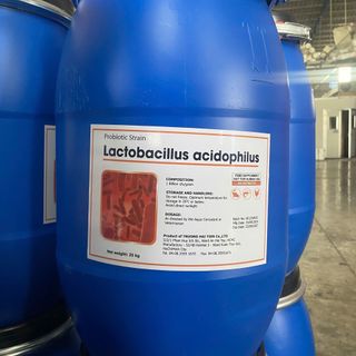 LACTOBACILLUS ACIDOPHILUS 1BN – MEN VI SINH ĐƯỜNG RUỘT CHO TÔM, CÁ