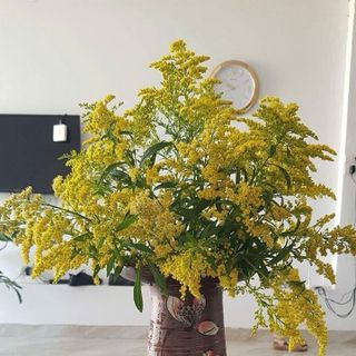 Nước dưỡng hoa Dr.Natro
