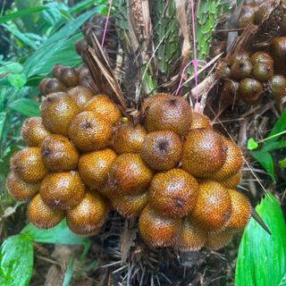 HẠT GIỐNG SALAK MADU MẬT ONG - MÂY INDO