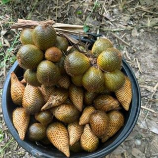 HẠT GIỐNG SALAK MADU MẬT ONG - MÂY INDO