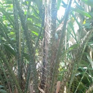 HẠT GIỐNG SALAK MADU MẬT ONG - MÂY INDO