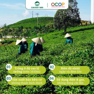 [Chuyên Dùng Cho Pha Chế] Trà Sen Cầu Đất 101 Túi 500g