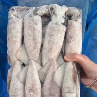 MỰC ỐNG ĐÔNG BỜ ẤN ĐỘ AA