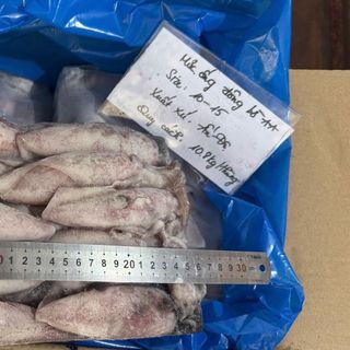 MỰC ỐNG ĐÔNG BỜ ẤN ĐỘ AA