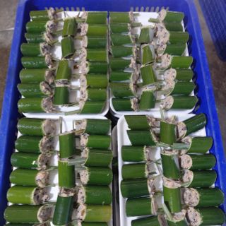 Ốc nhồi ống nứa