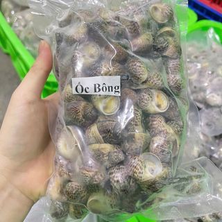 Ốc Bông size 100-200 con 1kg ( Giao TPHCM )