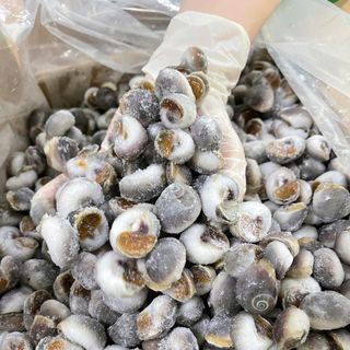 Ốc Mỡ size 200 con 1kg ( Giao TPHCM )