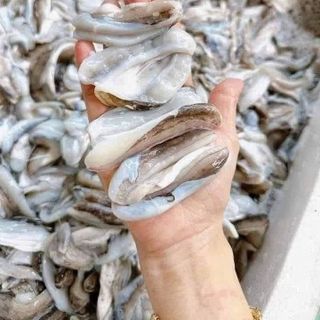 Dè mực nang nhỏ - Túi 1kg net 8 ( giao TPHCM )
