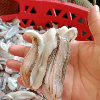 Dè mực nang nhỏ - Túi 1kg net 8 ( giao TPHCM )