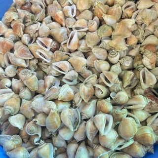 Ốc Nhảy size 40-60 con 1kg ( Giao TPHCM )
