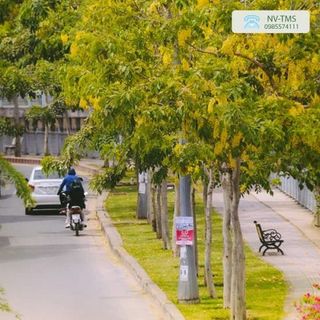 Bảng báo giá cây xanh công trình
