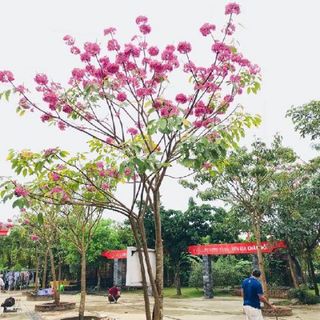 Bảng báo giá cây xanh công trình