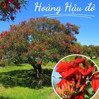 Bảng báo giá cây xanh công trình