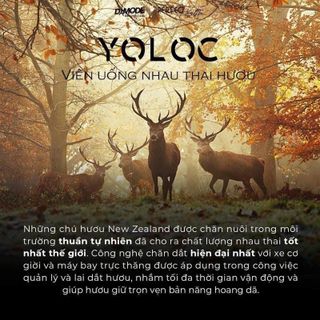 [ Chính Hãng ] Yoloc - Nhau Thai Hươu - Damode