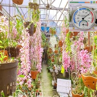 Đồng Hồ Đo Nhiệt Độ Và Độ Ẩm Cơ Học, Màn Hình Rõ, Dễ Đọc, Dùng Trong Phòng, Chuồng Trại, Nhà Yến
