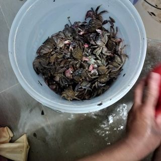 BA KHÍA SỐNG - MUỐI