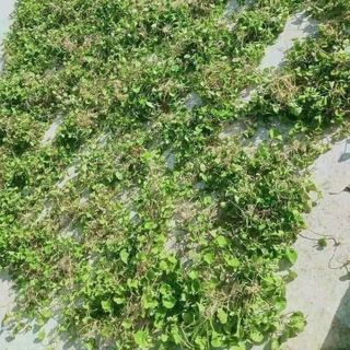 Rau má rừng khô – Sạch sẽ, nhà vườn tự trồng 🌿