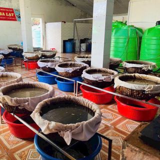 Mắm tôm Ba Lạt