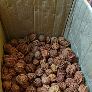 Sỉ hạt quả hồ đào sẵn sl lớn cho khách buôn ạ