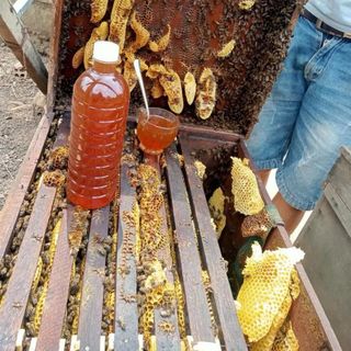 Mật ong hoa rừng tràm nguyên chất chai 1 lít