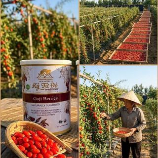 Nhà phân phối Kỷ Tử