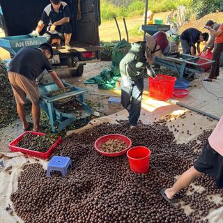 SỈ HẠT MACCA (MẮC CA) ĐẮK LẮK CHUẨN SẤY NỨT – GIÁ TỐT NHẤT THỊ TRƯỜNG, ĐẦY ĐỦ GIẤY TỜ VSATTP