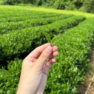 Trà Tân Cương Đặc Sản 199k/1kg