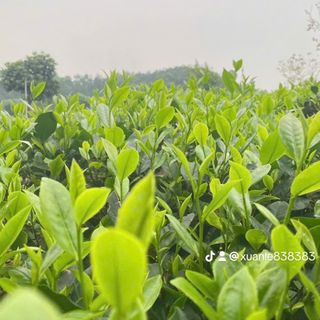 Trà Tân Cương đặc Biệt