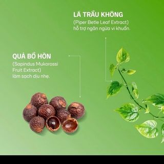 DUNG DỊCH VS PHỤ NỮ LÁ TRẦU KHÔNG