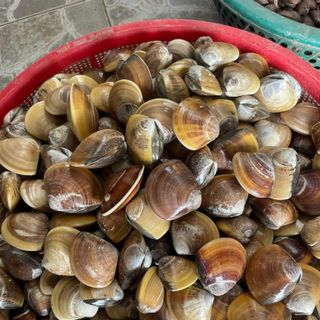 Nghêu mật hấp đông lạnh