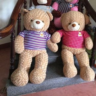 Gấu teddy