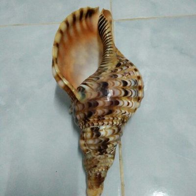 cung cấp sỉ vỏ ốc mỹ nghệ 