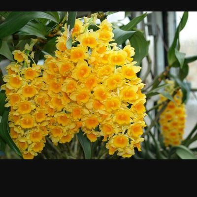 Hàng Thái Lan giá sỉ