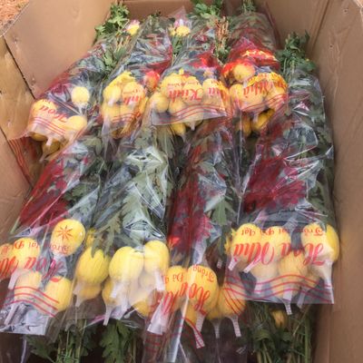 Chuyên Sỉ Bông Cúc Đại Đoá
