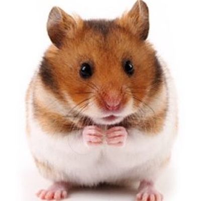 Sỉ Tất tần tật