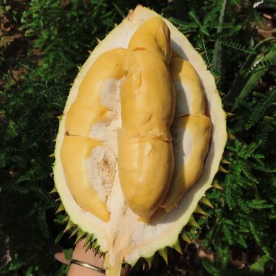Sầu Riêng Sạch
