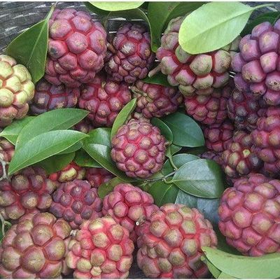 Đặc Sản Đăk Nông - Tây Nguyên