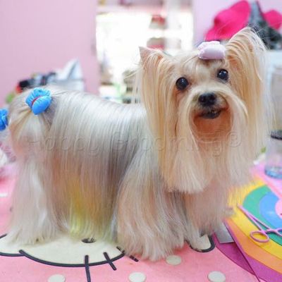Gi Pet Shop
