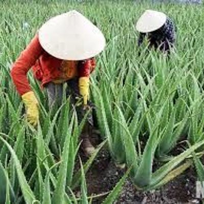 Phan RAng - Foods