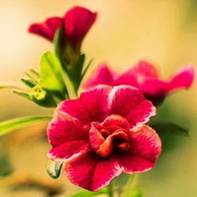 Khuôn bánh Cát Tường - Điện thoại: 0933-255-385