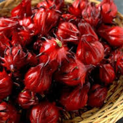 Chuyên cung cấp hoa Atiso Đỏ, Hibiscus, Bụp giấm