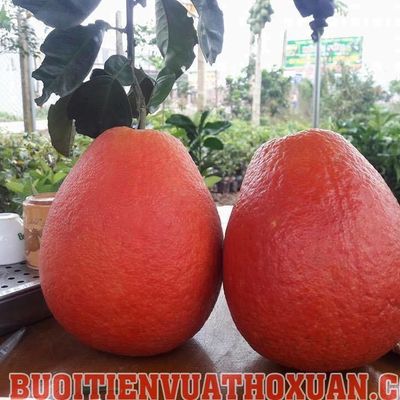buoitienvuathoxuan.com