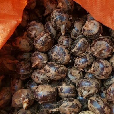 Củ Năng Tươi Nguyên Vĩnh 